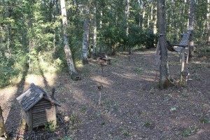 umbria-tour-guide-bosco