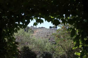 umbria-tour-guide-vigneto